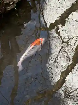 河合神社（鴨川合坐小社宅神社）(京都府)