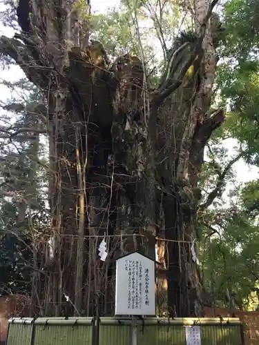 加藤神社の自然