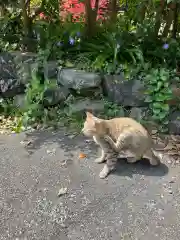 大山祇神社の動物