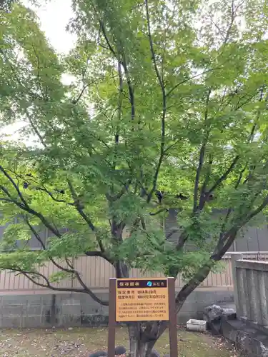 春日神社の自然