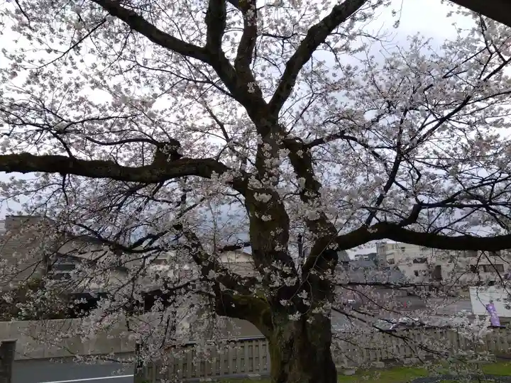 妙経寺(福井県)
