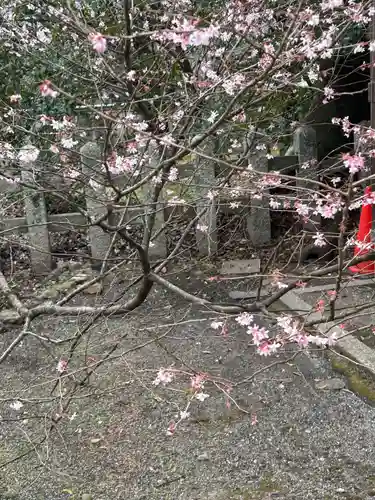 平野神社の自然