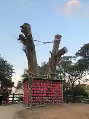 江島神社の自然