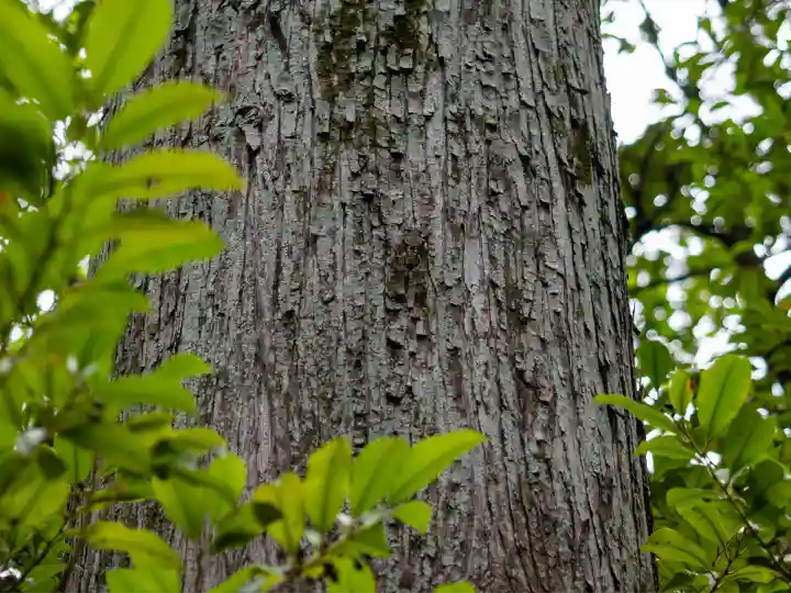 赤坂氷川神社(東京都)