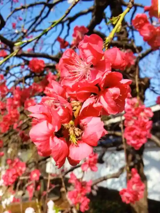 圓照寺(東京都)