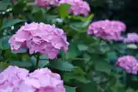 白山神社の自然