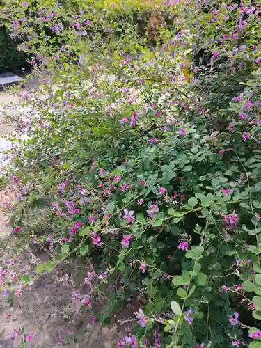 圓光禅寺（円光寺）の自然