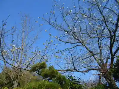 圓久寺（円久寺）の自然