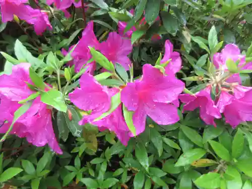 三室戸寺の自然