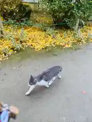 法泉寺の動物