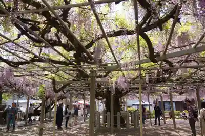 大歳神社(兵庫県)