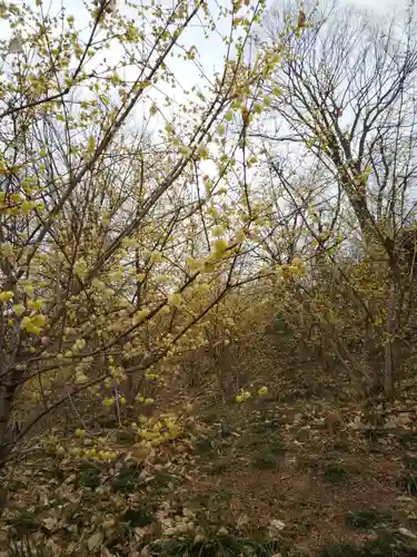 たばこ神社の自然