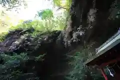 岩屋寺の自然