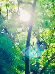 阿夫利神社の自然