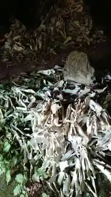 白鹿権現(大分県)