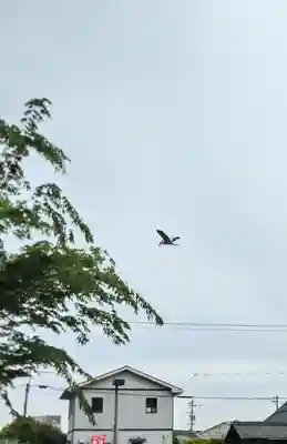 藤田神社[旧児島湾神社]の動物