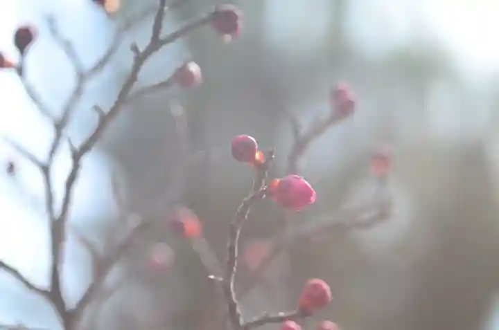 清凉寺(京都府)