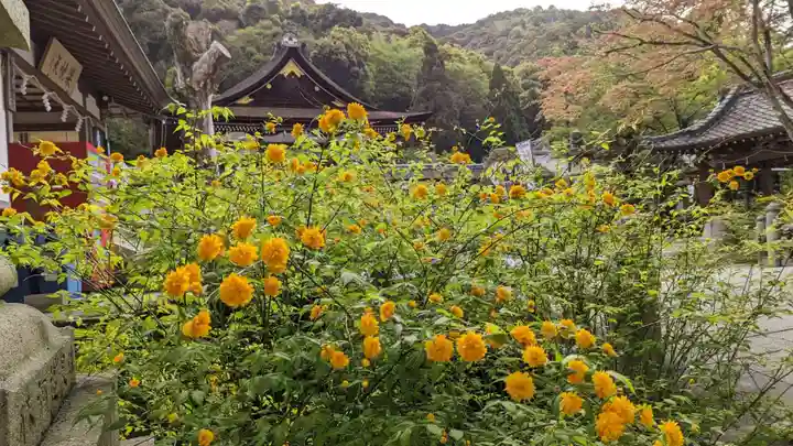 松尾大社(京都府)
