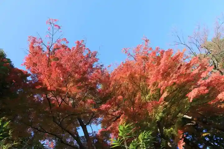 鎌足神社の自然