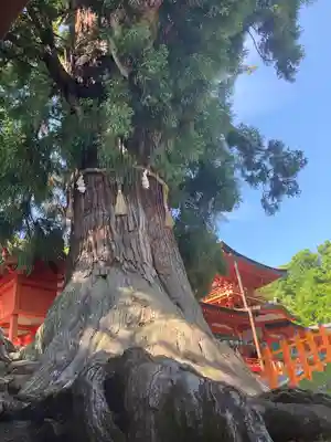 春日大社(奈良県)