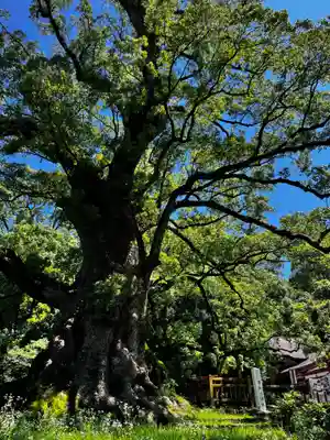 蒲生八幡神社(鹿児島県)