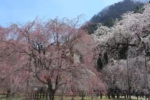 清雲寺(埼玉県)