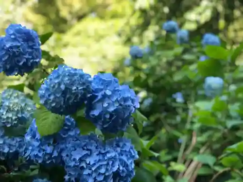 明月院(神奈川県)
