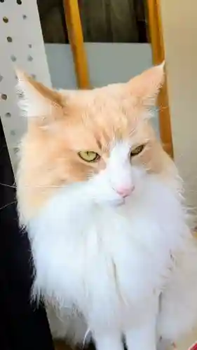 駒込妙義神社の動物