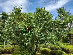 屋久島大社の自然