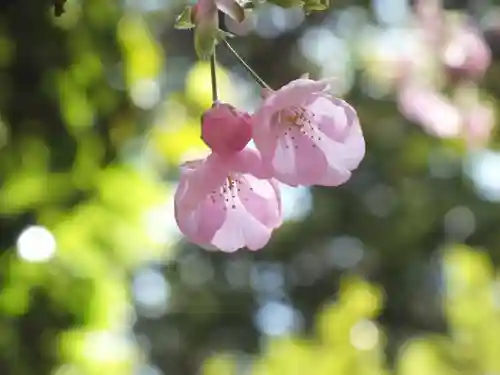 近江神宮の自然