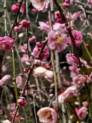 赤間神宮(山口県)
