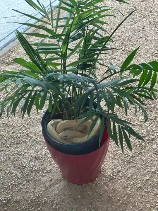 岩国白蛇神社(山口県)