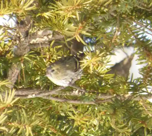 留辺蘂神社の動物