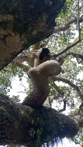 鶴崎神社の自然