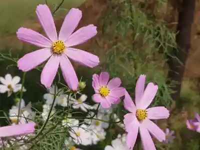 川崎氷川神社(埼玉県)