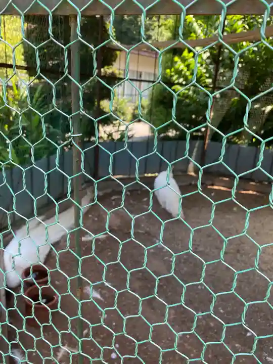 進雄神社の動物