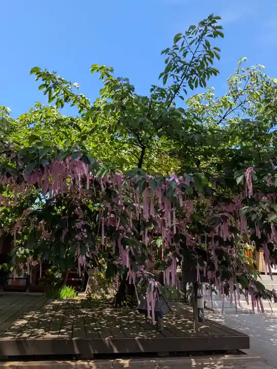 桜神宮(東京都)