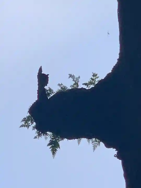 霧島神宮の自然