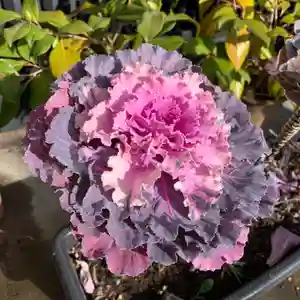 豊景神社の自然(2020年12月03日(木) 06時14分44秒投稿)