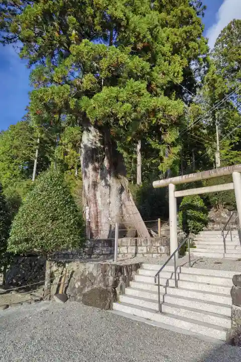 久津八幡宮の自然