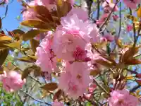 八坂神社(祇園さん)の{uncategorized: "未分類", other: "その他", undefined: "問題あり", building: "その他建物", grave: "お墓", sacred_gate: "鳥居", guardian: "狛犬", statue: "像", buddha: "仏像", history: "歴史", nature: "自然", garden: "庭園", animal: "動物", pagoda: "塔", temizu: "手水舎", mountain_gate: "山門・神門", sanctuary: "本殿・本堂", subordinate: "末社・摂社", art: "芸術", scenery: "景色", jizo: "地蔵", ema: "絵馬", goshuin: "御朱印", omikuji: "おみくじ", items: "授与品その他", amulet: "お守り", goshuincho: "御朱印帳", eats: "食事", festival: "お祭り", votive_dance: "神楽", shichigosan: "七五三参", wedding: "結婚式", experience: "体験その他", initially: "初詣", around: "周辺", anti_infection: "感染症対策"}