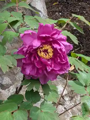 鶴岡八幡宮(神奈川県)