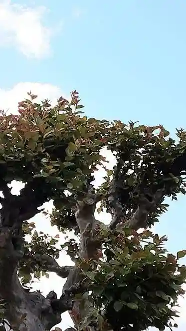 西方山極楽寺(岐阜県)