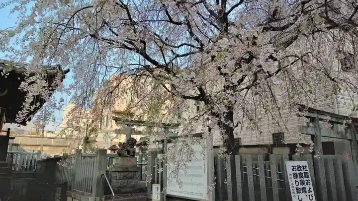 荻窪白山神社の自然