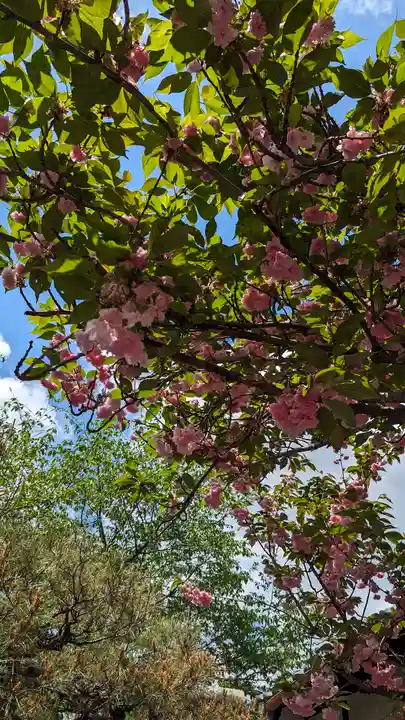 若宮神社の自然