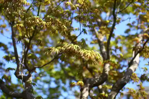 千手院の自然