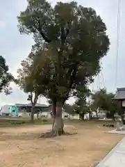 弁財神社　竹嶋神社の自然