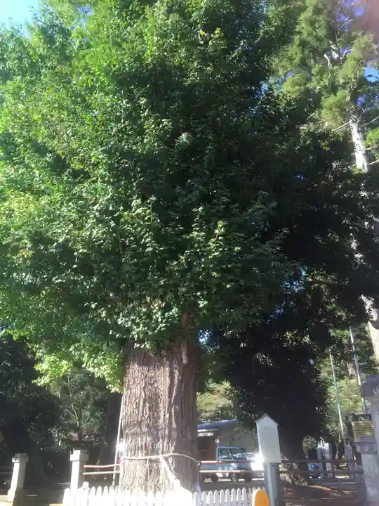 八坂神社の自然