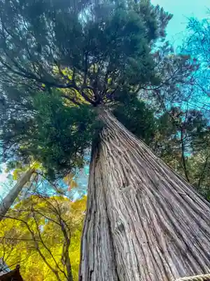 八女津媛神社の自然