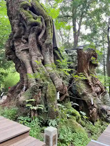 來宮神社の自然